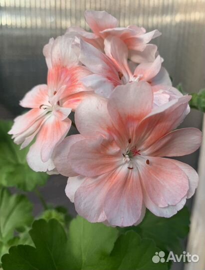 Герань пеларгония