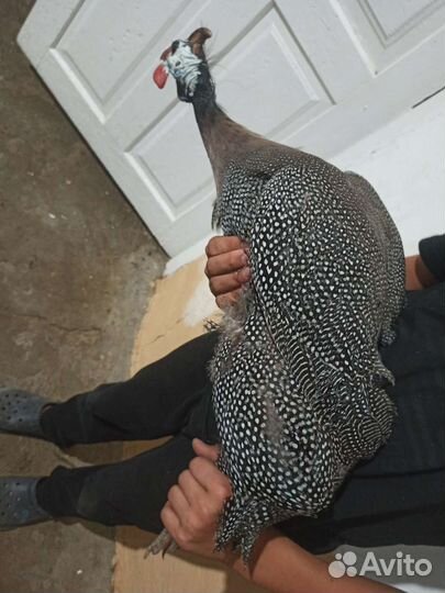 Самцы цесарок