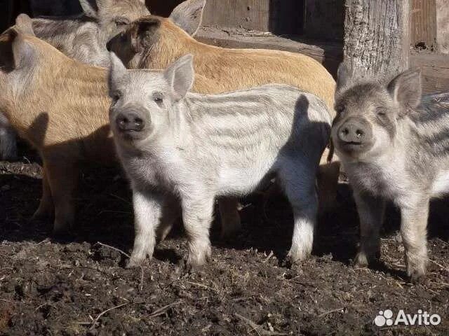 Поросенок мангалица