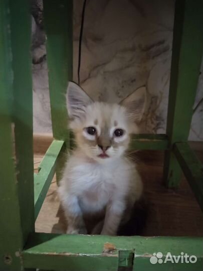 Котик
