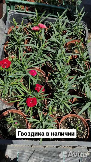 Розмарин,овсяница сизая,гибискус гвоздика турецкая