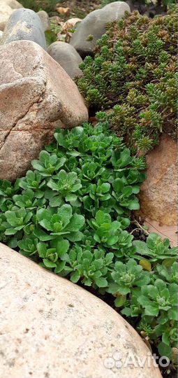 Камнеломка