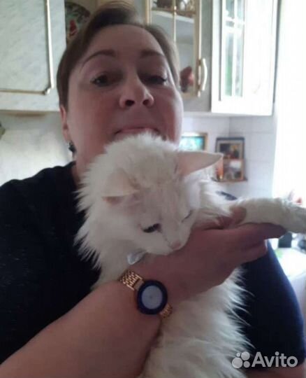 Передержка животных