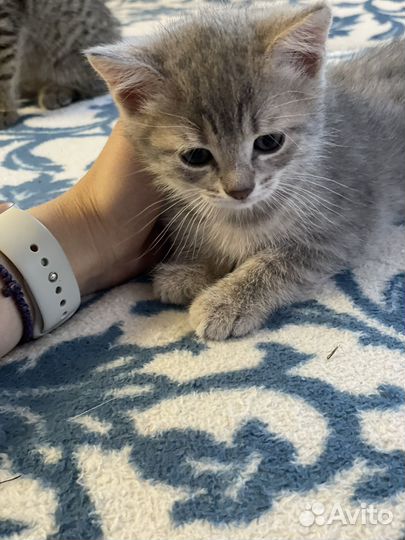 Британские котята