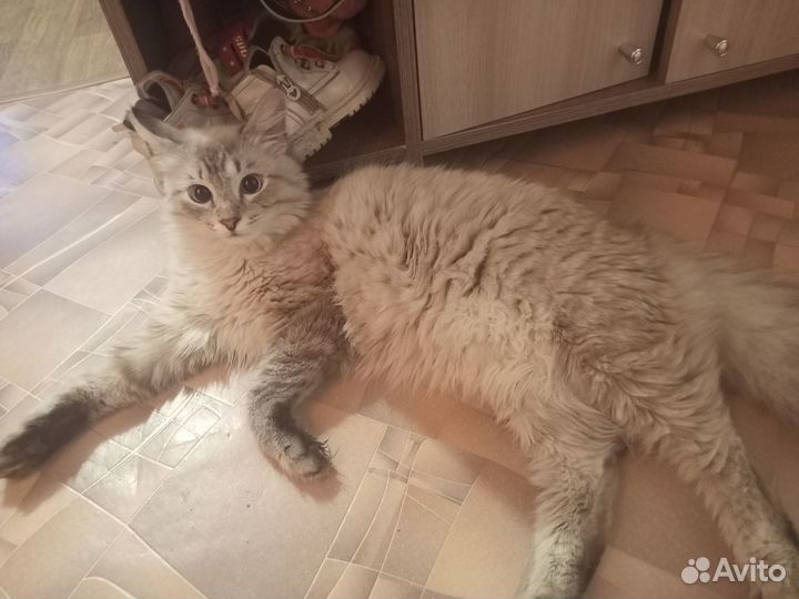 Отдам бесплатно