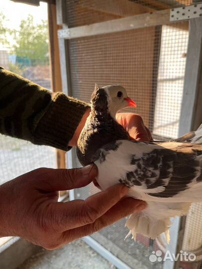 Ленинаканские голуби