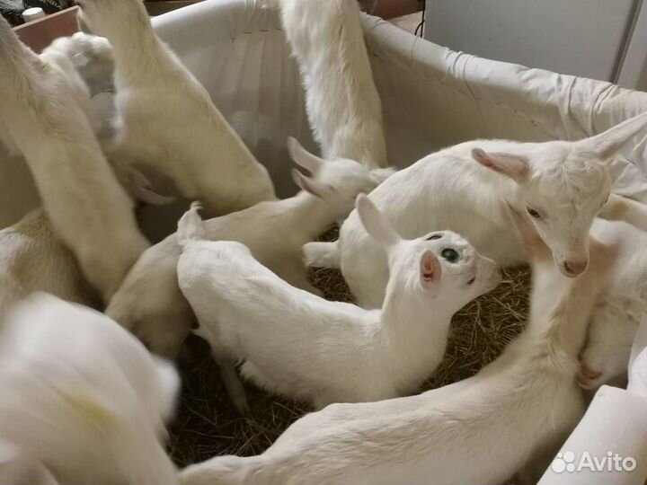 Обезроживание козлят