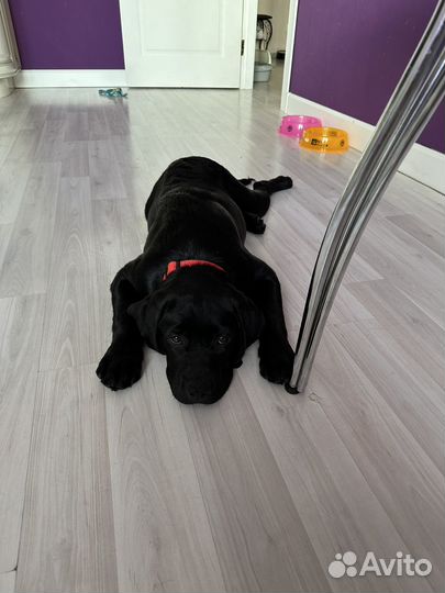 Лабрадор ретривер девочка