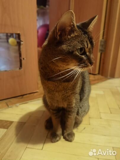 Абиссинский кот