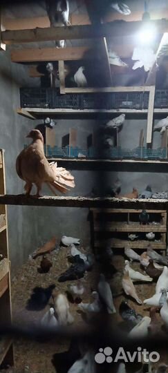 Голуби бойные любого цвета, на продажу