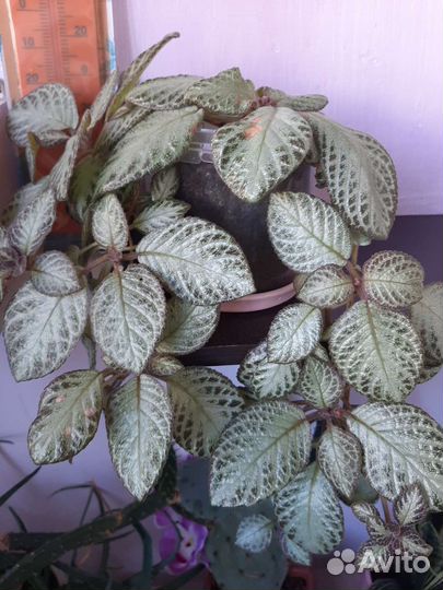 Эписция акварельная