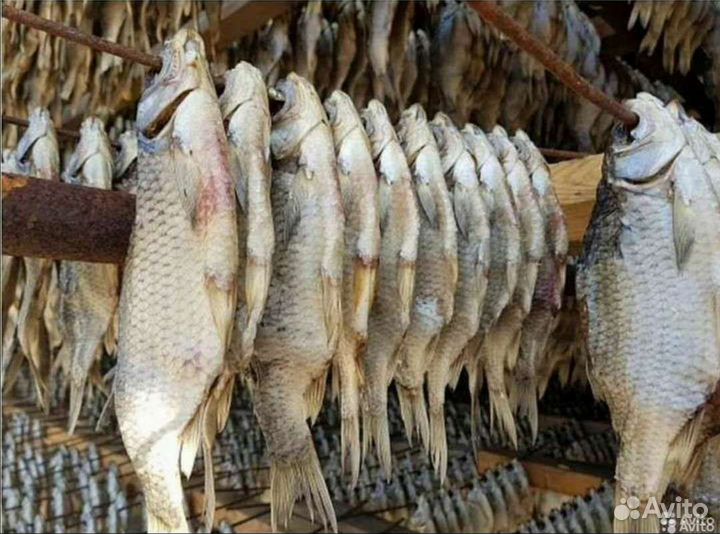 Вобла вяленая свежая