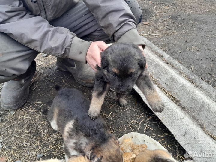 Отдам в добрые руки щенят