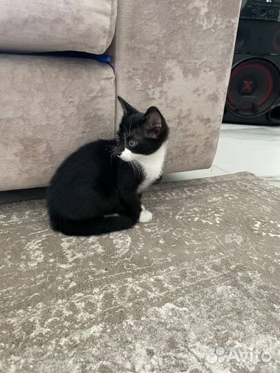 Котята в добрые руки бесплатно