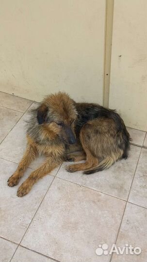 Маленькая собака в добрые руки