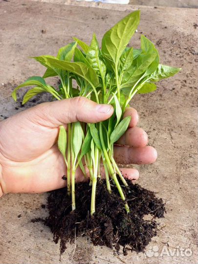 Рассада томата, перца, баклажана