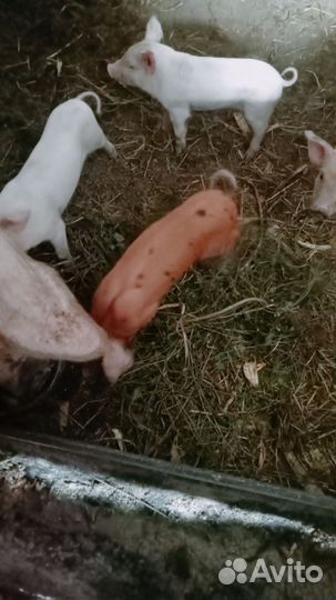 Поросенок на племя, обмен