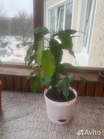 Комнатные цветы