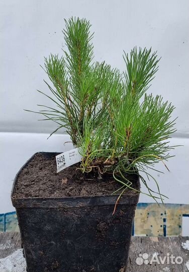Сосна горная муго пумилио