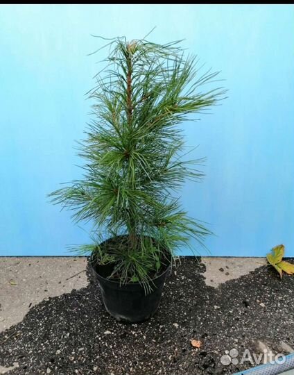 Кедр привитый