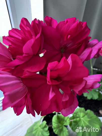 Герань пеларгония сортовая фуксия на цвету