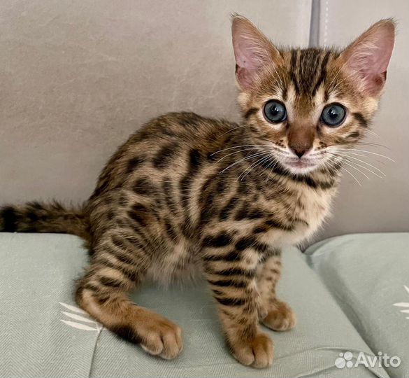 Бенгальская кошка