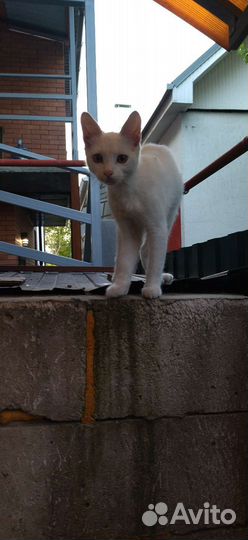 Котёнок белый, мальчик, 5-6 месяцев