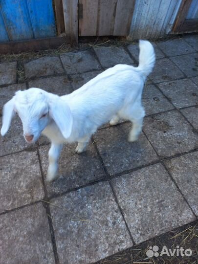 Англо нубийские козы