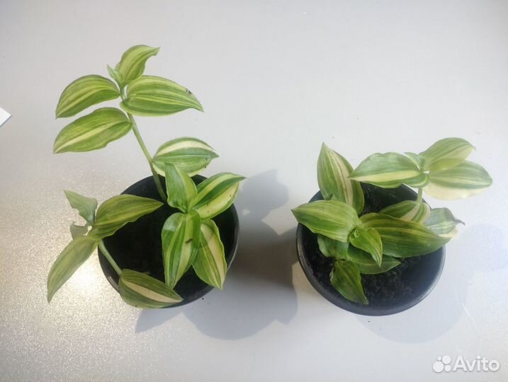 Традесканция