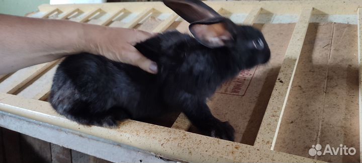 Кролики великаны