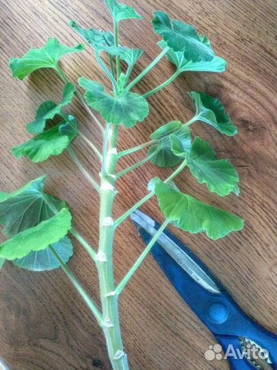 Черенки герани/пеларгонии