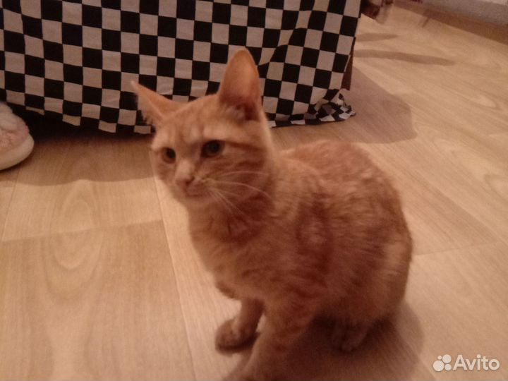 Кот в добрые руки