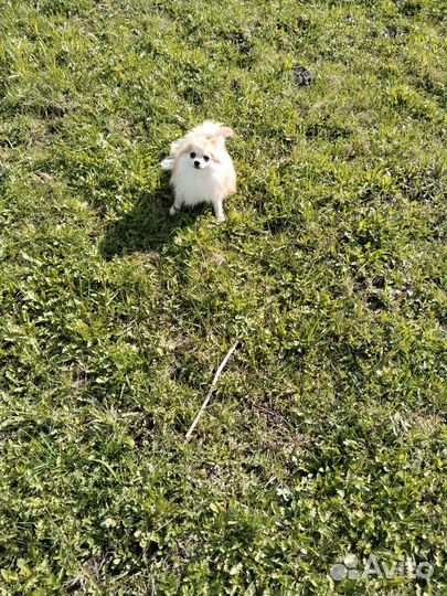 Померанский шпиц