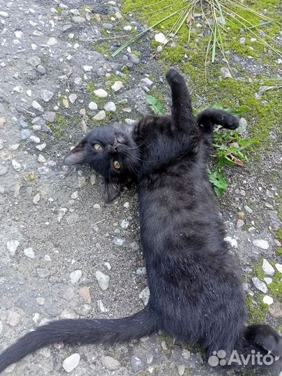 Котики в добрые руки