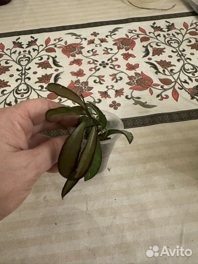 Укорененные черенки хой