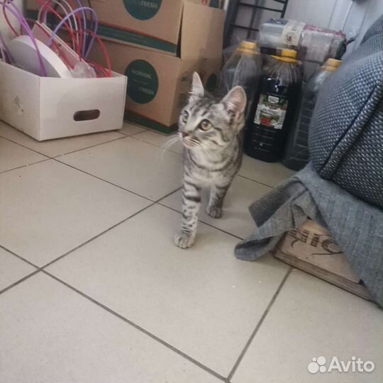 Кошка в добрые руки