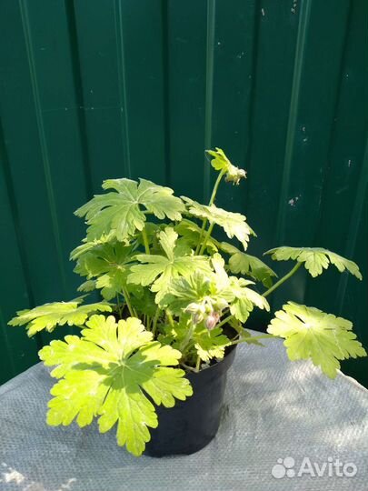 Вербейник, герань садовая и колосняк песчаный