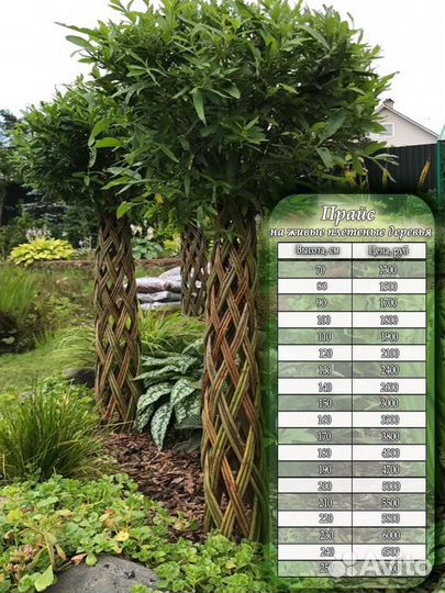 Плетёная ива / русская пальма/живая изгородь