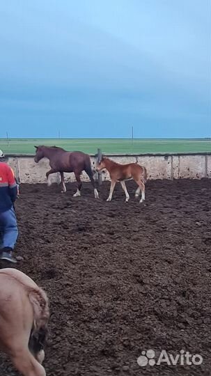 Лошадь с жеребенком