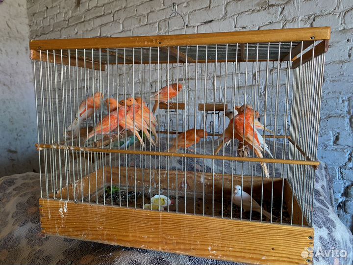 Молодые кенара