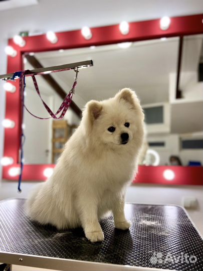 Груминг (Стрижка собак и кошек)