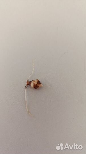 Алоказия Balloon Heart, новинка 2024