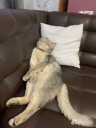 Шотландская шиншилла для вязки