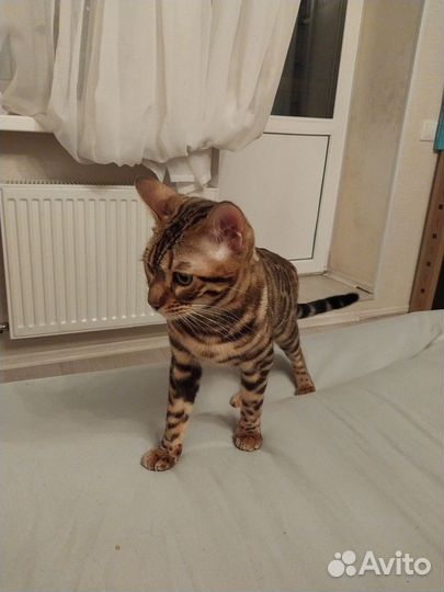 Бенгальский котенок