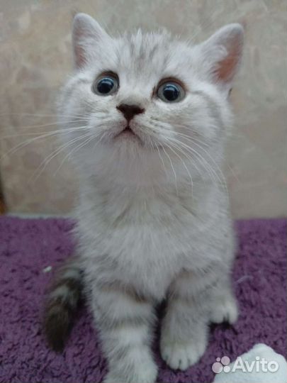 Шотландские котята