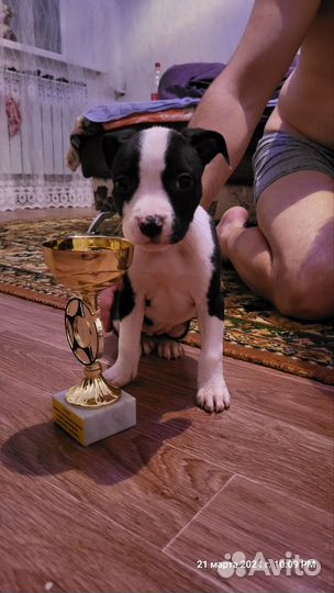 Щенки американского стаффорда