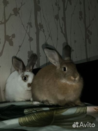 Декоративные кролики