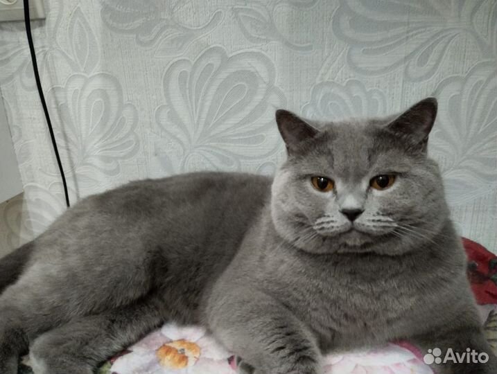 Британский кот вязка