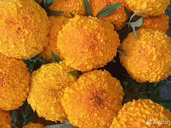 Бархатцы Антигуа