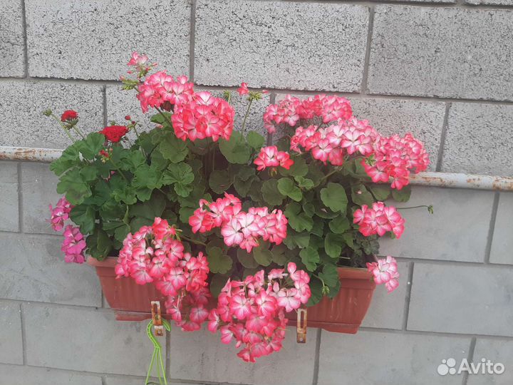 Пеларгония герань